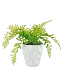 Lady Fern in Ribbed Pot
