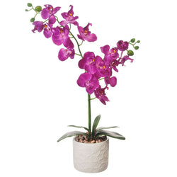 Complete Double Moth Orchid - Magenta