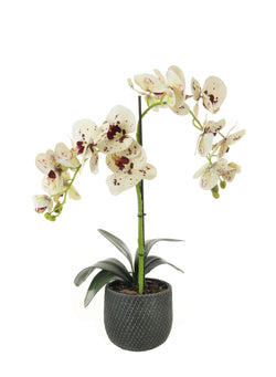 Faux Tall Double Stem Orchid - Burgundy Spots