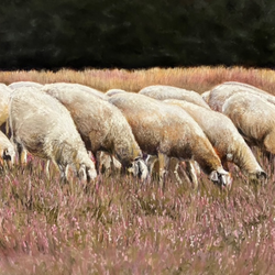 Sheep