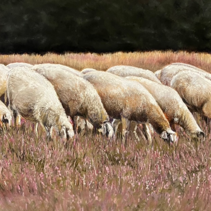 Sheep