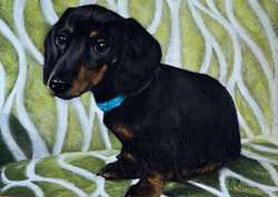 Little Dachshund