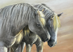 Horse of the Camargue