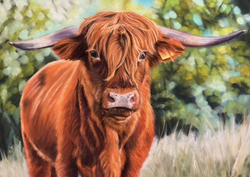 Highlander