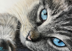 Kitten