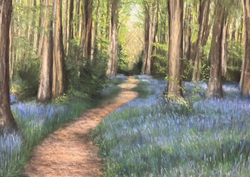 Bluebell Walk