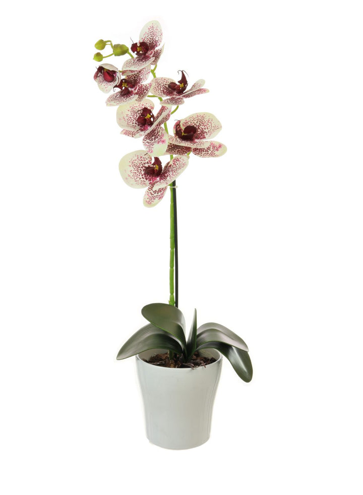 Faux Single Stem Orchid - Harlequin