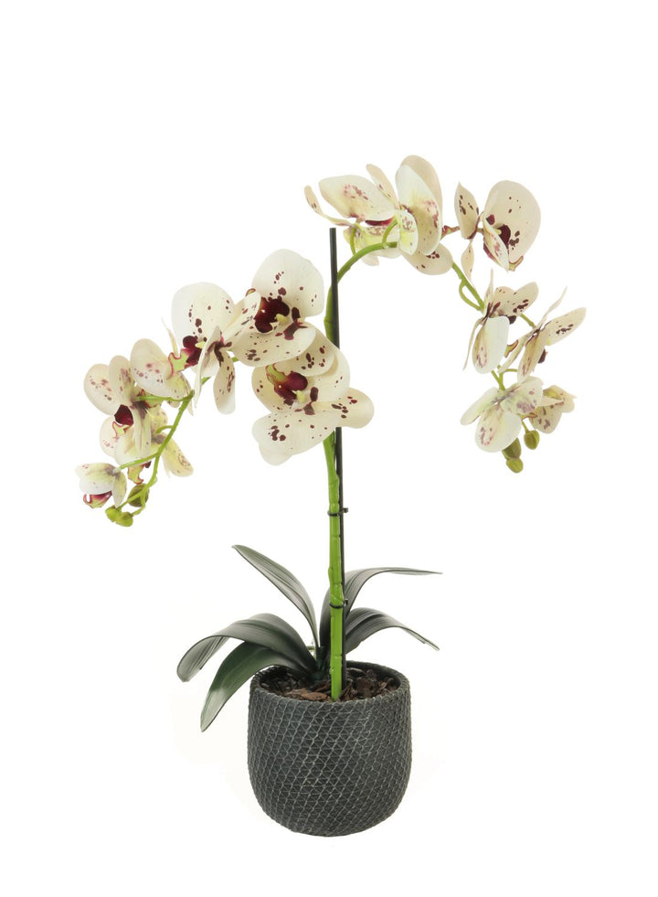 Faux Tall Double Stem Orchid - Burgundy Spots