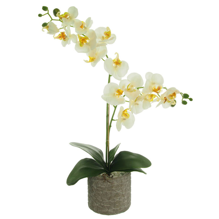 Double orchid in textured grey pot